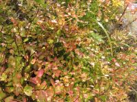 obrázok 37 z Projekt Učíme sa pre život