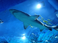 obrázok 10 z Fyzikálno-biologická exkurzia Budapešť