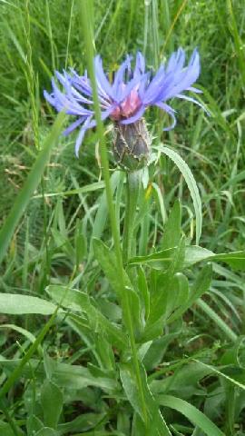 obrázok 40 z Projekt Učíme sa pre život