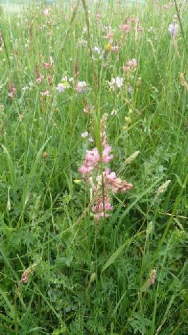 obrázok 51 z Projekt Učíme sa pre život