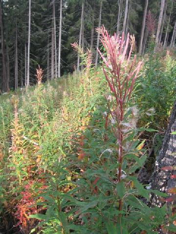 obrázok 13 z Projekt Učíme sa pre život